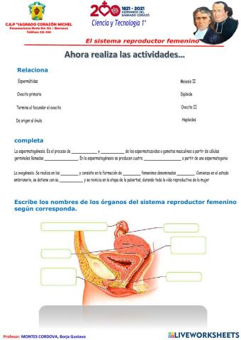 Sistema reproductor femenino