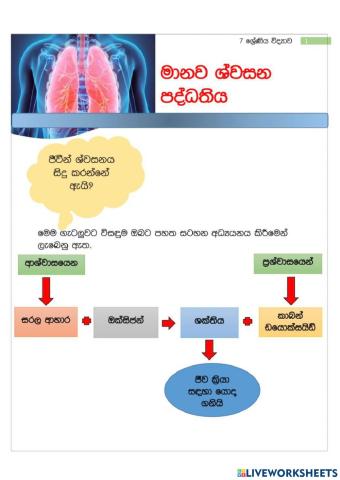 Respiratory System Grade 07