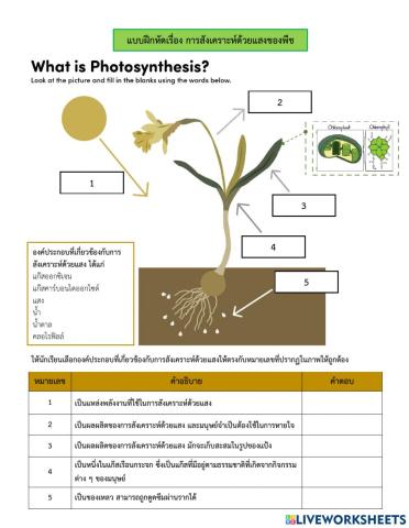 การสังเคราะห์ด้วยเเสง