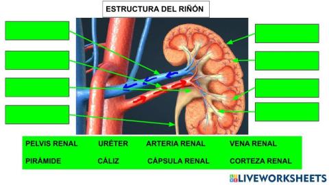 ESTRUCTURA DEL RIÑÓN