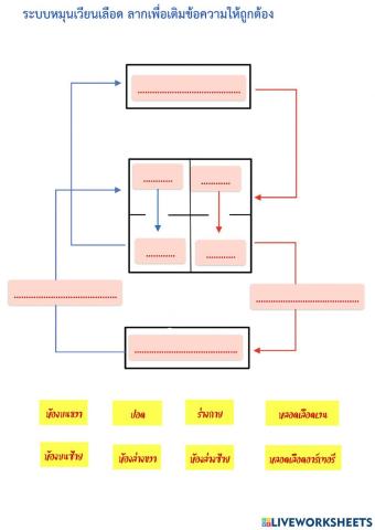 Liveworksheets ระบบหมุนเวียนเลือด 2