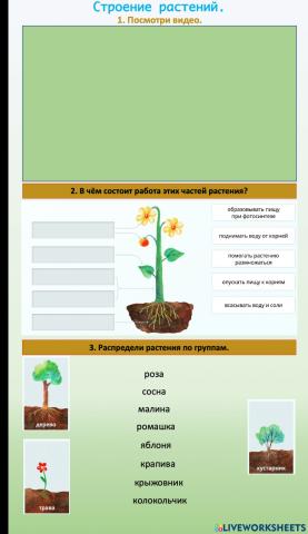 Окружающий мир. Растения Строение