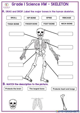 Skeleton review