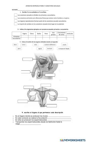 Aparatos reproductores