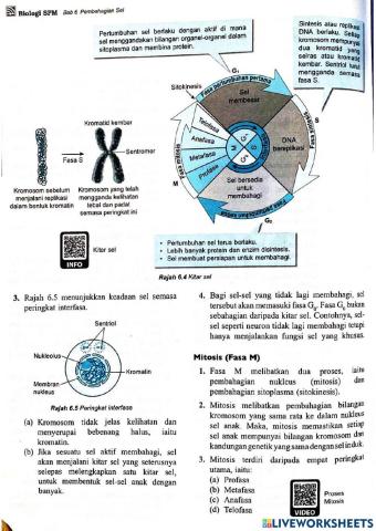 Bio t4 b6 pembahagian sel