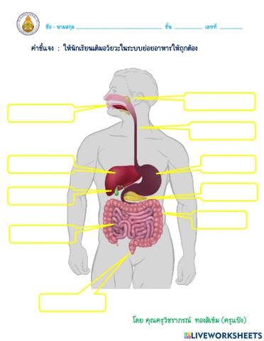 อวัยวะในระบบย่อยอาหาร