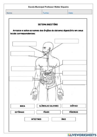 Órgãos do Sistema Digestório