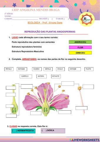 Partes da flor