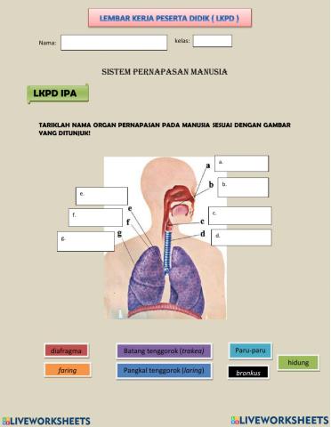 LKPD sistem pernapasan manusia