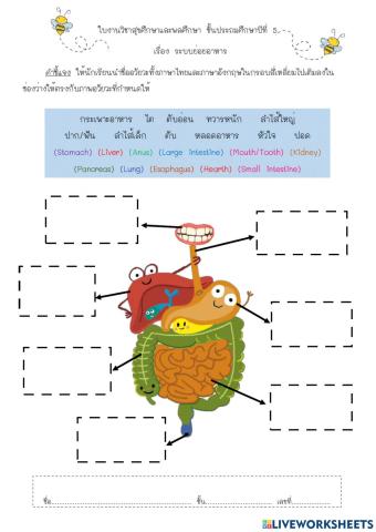 ใบงาน 1 ระบบย่อยอาหาร