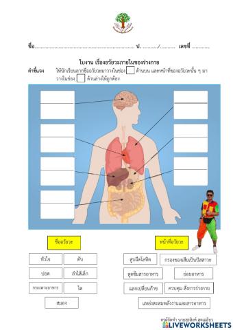 อวัยวะภายในของร่างกาย