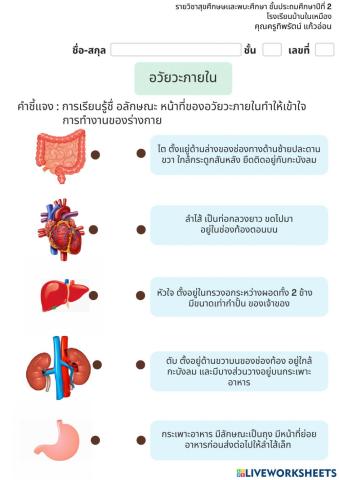 อวัยวะภายใน