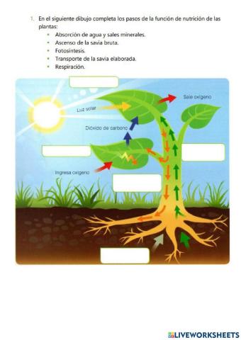 Nutricion de las plantas