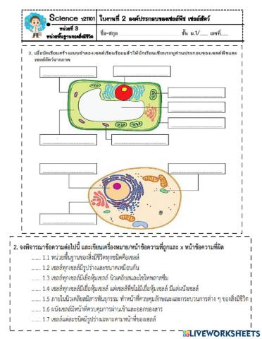 ใบงานองค์ประกอบของเซลล์พืชเซลล์สัตว์