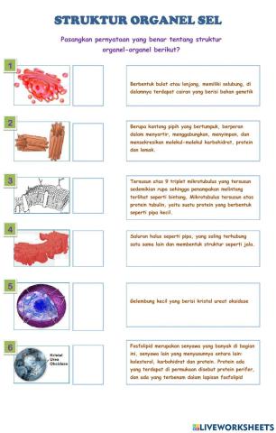 2. struktur organel sel