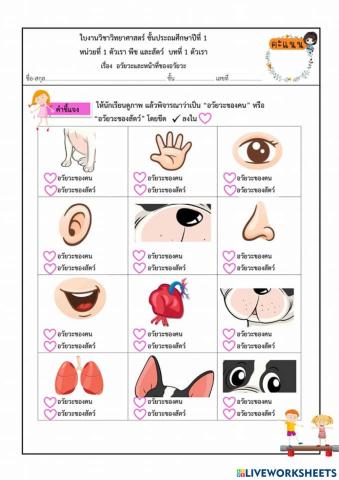 ใบงานวิทย์ ป.1