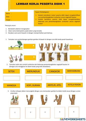 Perkembangbiakan vegetatif buatan