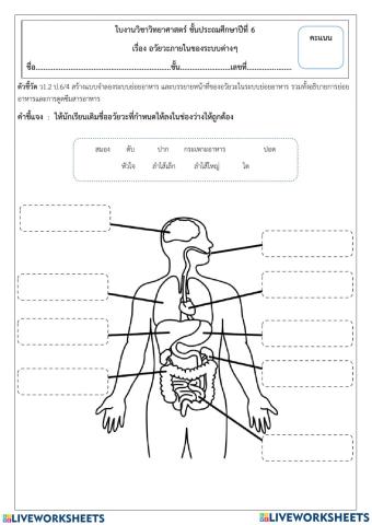 ระบบย่อยอาหาร