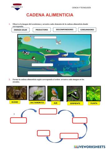 Cadenas alimenticias