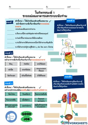 ใบกิจกรรมที่ 1 เรื่องระบบย่อยอาหารและระบบขับถ่าย