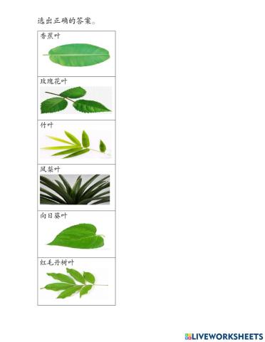 一年级科学单元六植物的特征