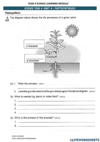 Photosynthesis Set 3