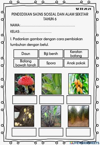 Cara pembiakan tumbuhan