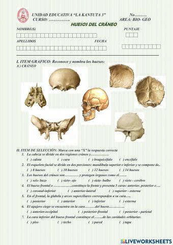 HUESOS DEL CRANEO 4º