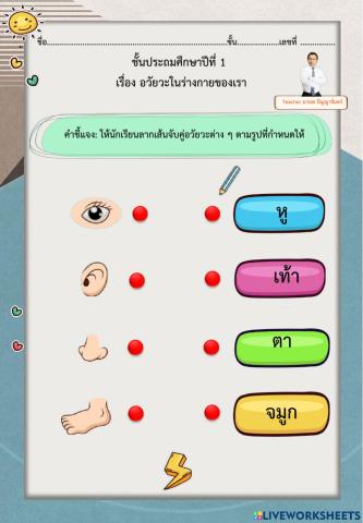 อวัยวะภายในร่างกาย