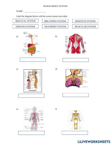 Human Body System