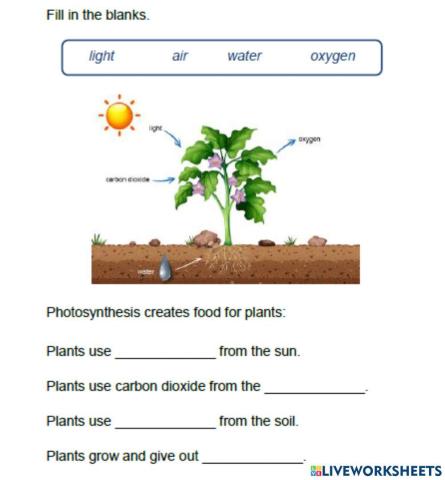 Plant Nutrition