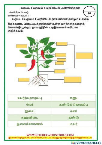 Std 6 science world of plants