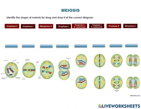 Meiosis