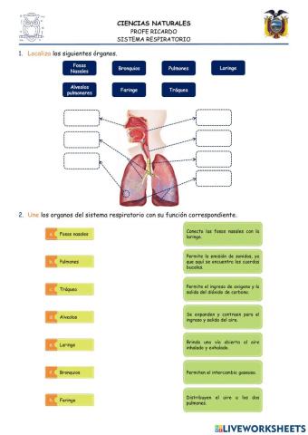 Sistema Respiratorio