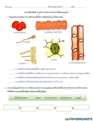 รูปร่างกับการทำหน้าที่ของเซลล์