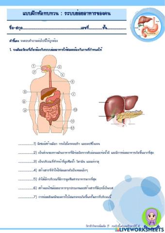 การย่อยอาหารของคน