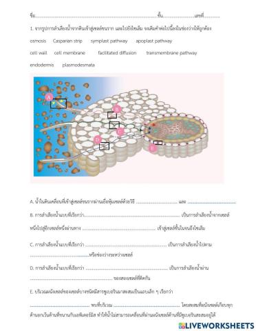 แบบฝึกหัดการลำเลียงน้ำเข้าสู่ไซเล็ม