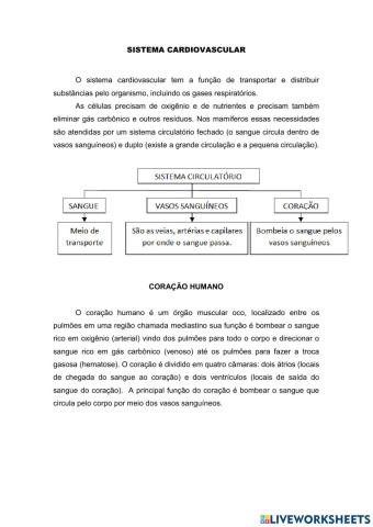 Sistema cardiovascular