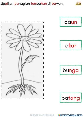 SAINS: Bahagian tumbuhan