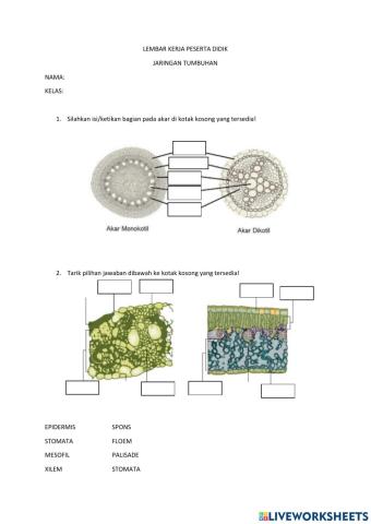 LKPD Jaringan Tumbuhan