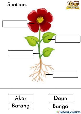SAINS: Bahagian tumbuhan