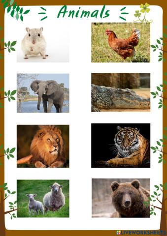 Animals