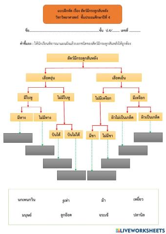 แบบฝึกหัดแผนผังสัตว์มีกระดูกสันหลัง