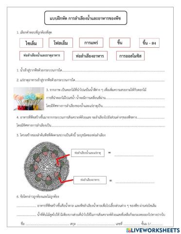 การลำเลียงน้ำ ธาตุอาหารเเละอาหารของพืช