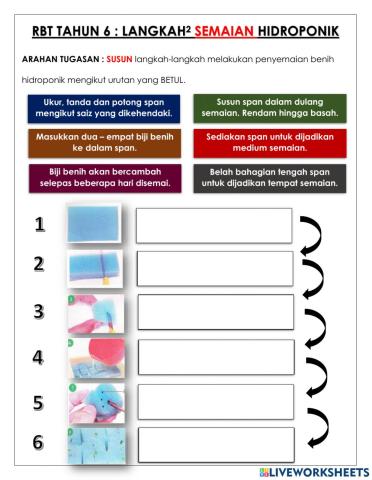 Rbt tahun 6 - langkah semaian hidroponik
