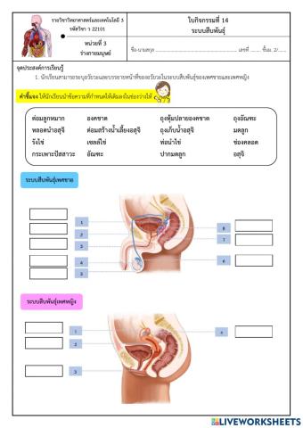 ระบบสืบพันธุ์