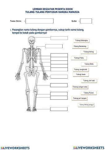 Sistem Gerak Manusia