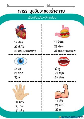 อวัยวะภายของร่างกาย