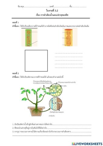 ใบงาน เรื่องการลำเลียงน้ำและแร่ธาตุ