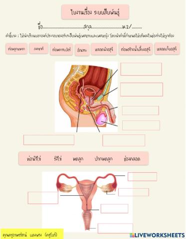 ระบบสืบพันธุ์